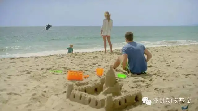 動物模型（xíng）公司下架（jià）暢銷十年的虎鯨泡澡玩具，因(圖11)