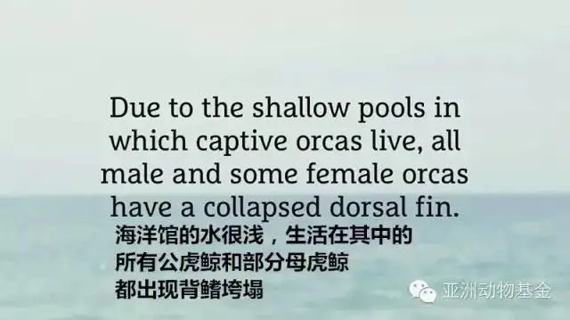 動物模型公司下（xià）架暢（chàng）銷十年的虎鯨泡澡（zǎo）玩具，因（yīn）(圖13)