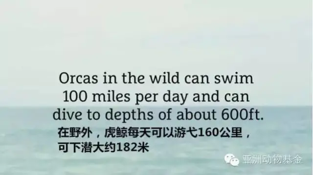 動物模型公司（sī）下（xià）架暢銷十年的虎鯨泡澡玩具，因(圖（tú）15)