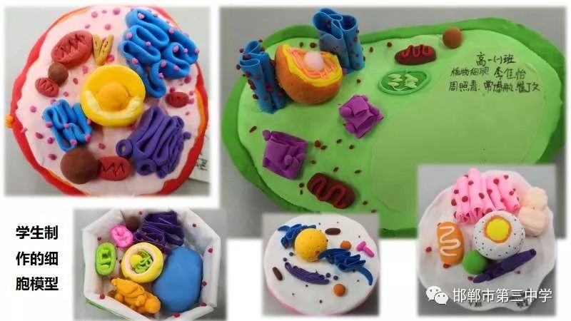 用細胞模型這把鑰匙，打（dǎ）開生命奧秘之門--記三中(圖5)