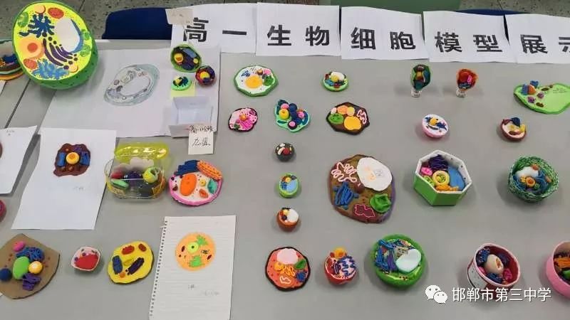 用細胞模型這把鑰匙，打開（kāi）生命奧秘之門--記三中(圖4)