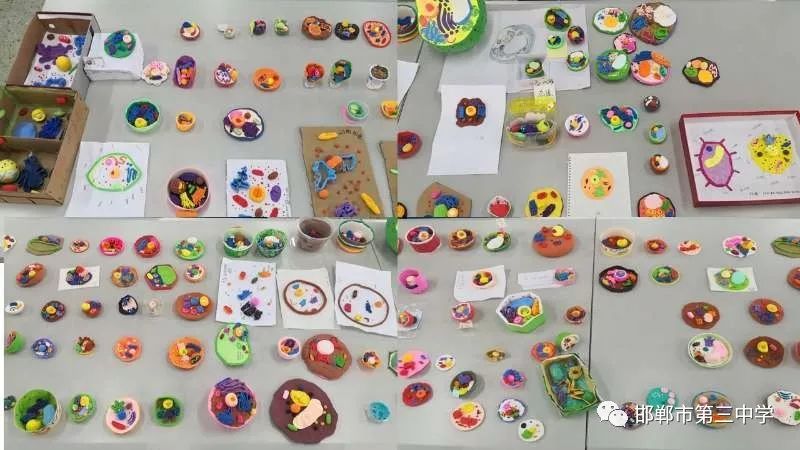 用細胞模型這把（bǎ）鑰（yào）匙，打開生命奧秘之門--記三中(圖（tú）6)